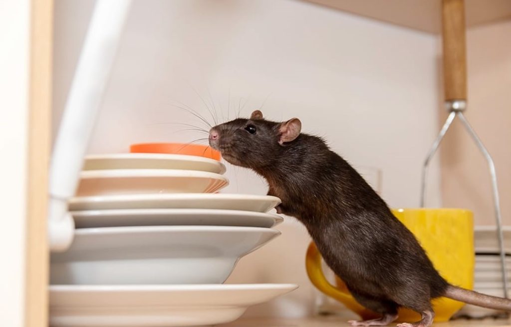 10 Cara Mengusir Tikus dan Semut di Rumah Secara Alami (Ampuh, Aman & Tanpa Racun)