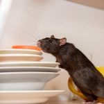 10 Cara Mengusir Tikus dan Semut di Rumah Secara Alami (Ampuh, Aman & Tanpa Racun)